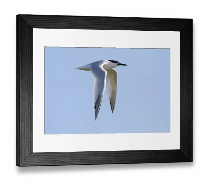 Framed Print : Sandwich Tern (Sterna sandvicensis) in fligth against the sky, Texel, The Netherlands Framed Print : Sandwich Tern (Sterna sandvicensis) in fligth against the sky, Texel, The Netherlands