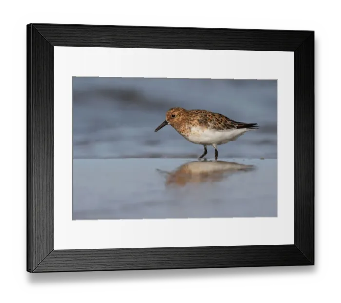Framed Print : Sanderling (Calidris alba) foraging along the shoreline, Texel, The Netherlands Framed Print : Sanderling (Calidris alba) foraging along the shoreline, Texel, The Netherlands
