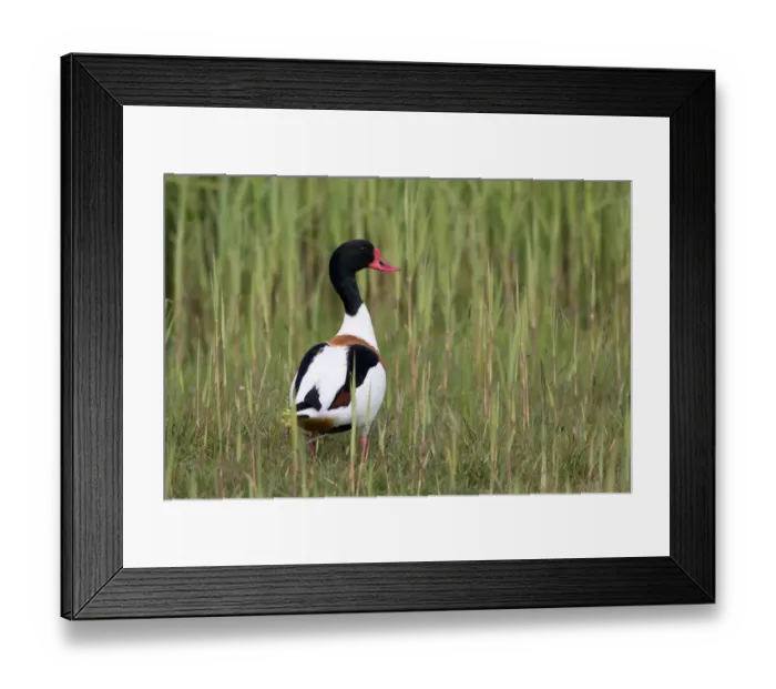 Framed Print : Common Shelduck (Tadorna tadorna) amidst vegetation, Texel, The Netherlands Framed Print : Common Shelduck (Tadorna tadorna) amidst vegetation, Texel, The Netherlands
