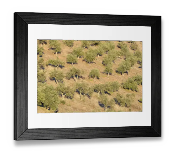Framed Print : View on an olive grove. Extremadura, Spain, Extremadura, Spain Framed Print : View on an olive grove. Extremadura, Spain, Extremadura, Spain