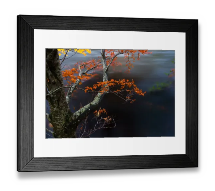 Framed Print : The last leaves over the river, Perthshire, Scotland Framed Print : The last leaves over the river, Perthshire, Scotland
