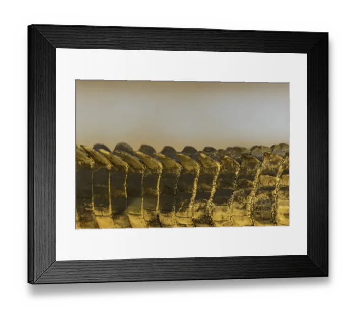Framed Print : Nile Crocodile (Crocodylus niloticus) detail, Mpumalanga, South-Africa