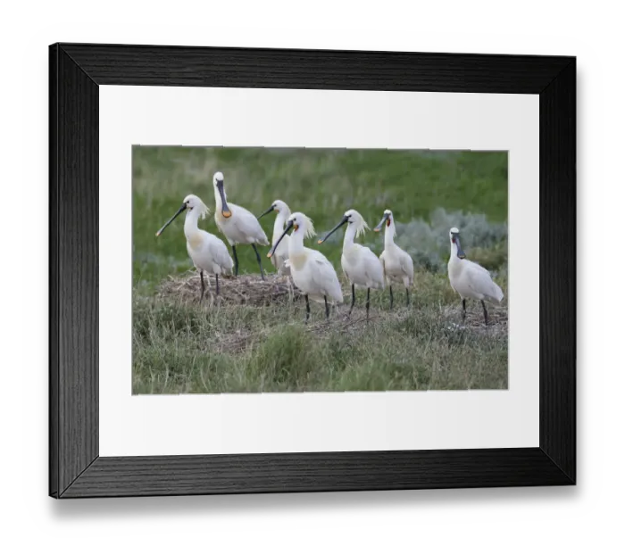 Framed Print : Eurasian Spoonbill (Platalea leucorodia) group at nesting site at the coast, Vlieland, Friesland, The Netherlands Framed Print : Eurasian Spoonbill (Platalea leucorodia) group at nesting site at the coast, Vlieland, Friesland, The Netherlands