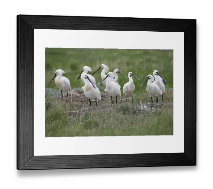Framed Print : Eurasian Spoonbill (Platalea leucorodia) group at nesting site at the coast, Vlieland, Friesland, The Netherlands Framed Print : Eurasian Spoonbill (Platalea leucorodia) group at nesting site at the coast, Vlieland, Friesland, The Netherlands