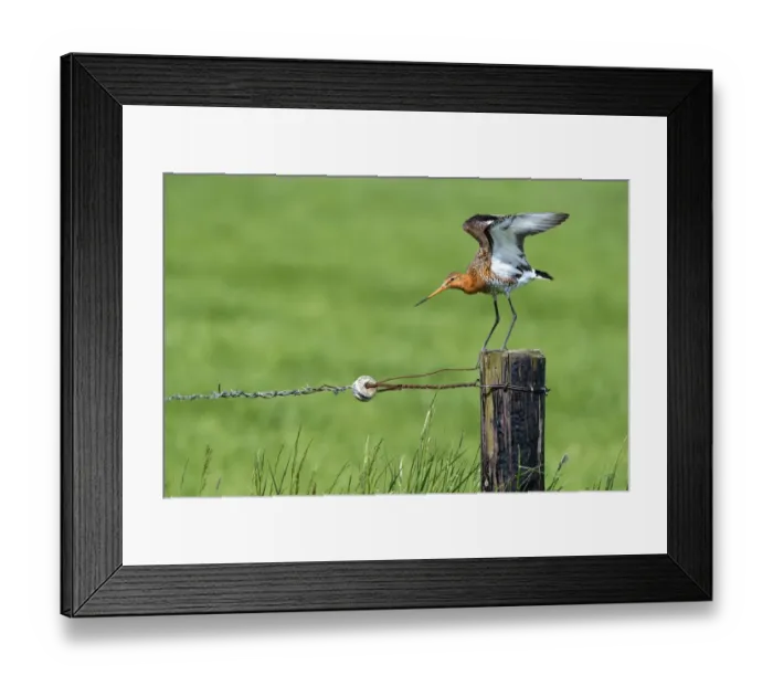 Framed Print : Black-tailed Godwit (Limosa Limosa) perched on a pole in farmland, spreading its wings, Overijssel, The Netherlands Framed Print : Black-tailed Godwit (Limosa Limosa) perched on a pole in farmland, spreading its wings, Overijssel, The Netherlands