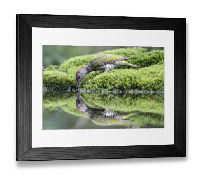 Framed Print : European Green Woodpecker (Picus viridis) female reflected in a pond while drinking water, Noord-Brabant, The Netherlands Framed Print : European Green Woodpecker (Picus viridis) female reflected in a pond while drinking water, Noord-Brabant, The Netherlands