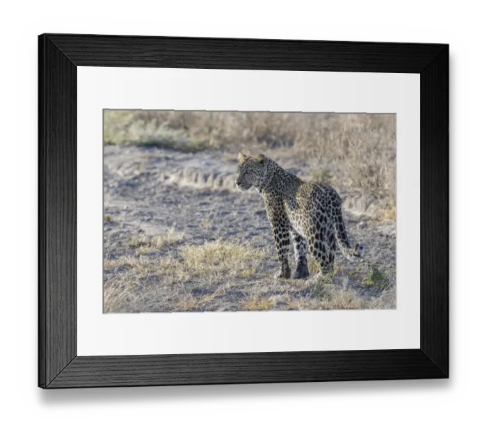 Framed Print : African Leopard (Panthera pardus pardus) adult, standing in grass, Serengeti national park, Tanzania Framed Print : African Leopard (Panthera pardus pardus) adult, standing in grass, Serengeti national park, Tanzania