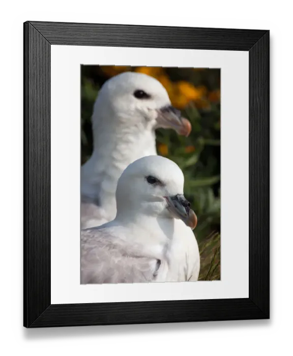 Framed Print : Northern Fulmar (Fulmarus glacialis) resting couple in close up, lindisfarne national nature reserve, Holy Island, northumberland, United Kingdom Framed Print : Northern Fulmar (Fulmarus glacialis) resting couple in close up, lindisfarne national nature reserve, Holy Island, northumberland, United Kingdom