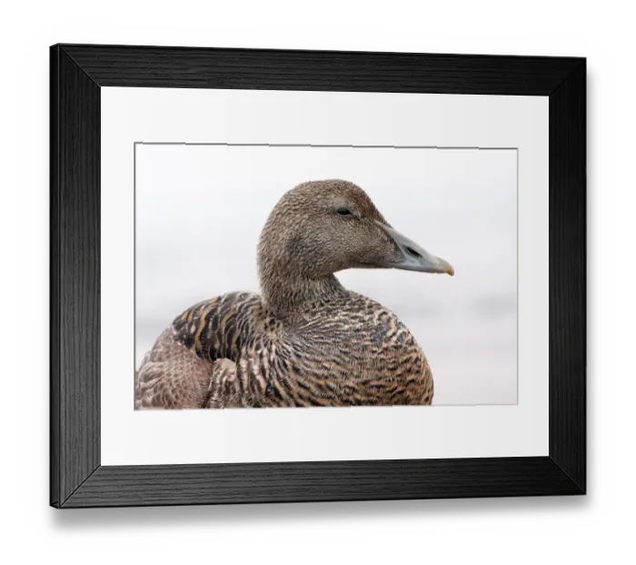Framed Print : Common Eider (Somateria mollissima) portrait of female in close up, Seahouses, Northumberland, United Kingdom Framed Print : Common Eider (Somateria mollissima) portrait of female in close up, Seahouses, Northumberland, United Kingdom