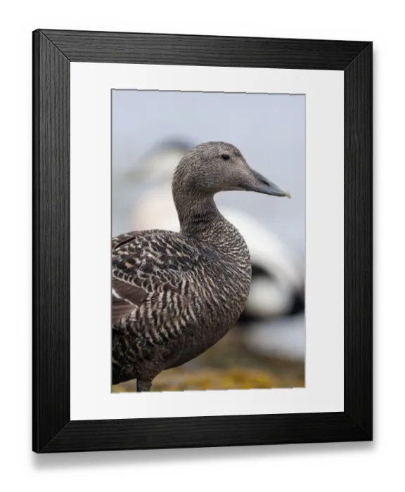 Framed Print : Common Eider (Somateria mollissima) female with a male in the background, Seahouses, Northumberland, United Kingdom Framed Print : Common Eider (Somateria mollissima) female with a male in the background, Seahouses, Northumberland, United Kingdom