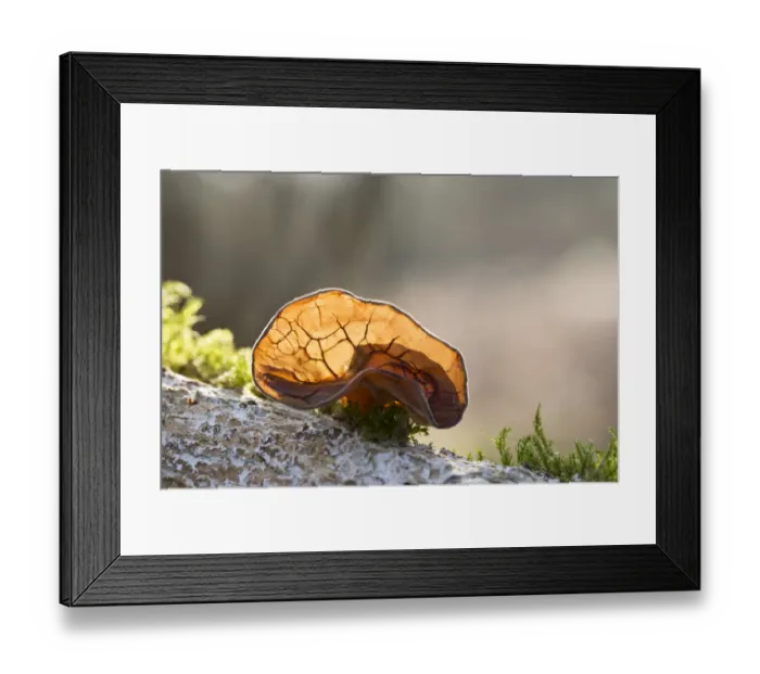 Framed Print : Jews Ear (Auricularia auricula-judae) fungus growing on wood, De Baggerputten, Groningen, The Netherlands Framed Print : Jews Ear (Auricularia auricula-judae) fungus growing on wood, De Baggerputten, Groningen, The Netherlands