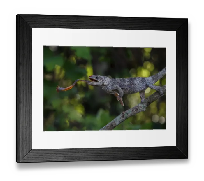 Framed Print : Short-horned Chameleon (Calumma brevicorne) catching prey with its tongue, VOIMMA Special Reserve, Madagascar Framed Print : Short-horned Chameleon (Calumma brevicorne) catching prey with its tongue, VOIMMA Special Reserve, Madagascar
