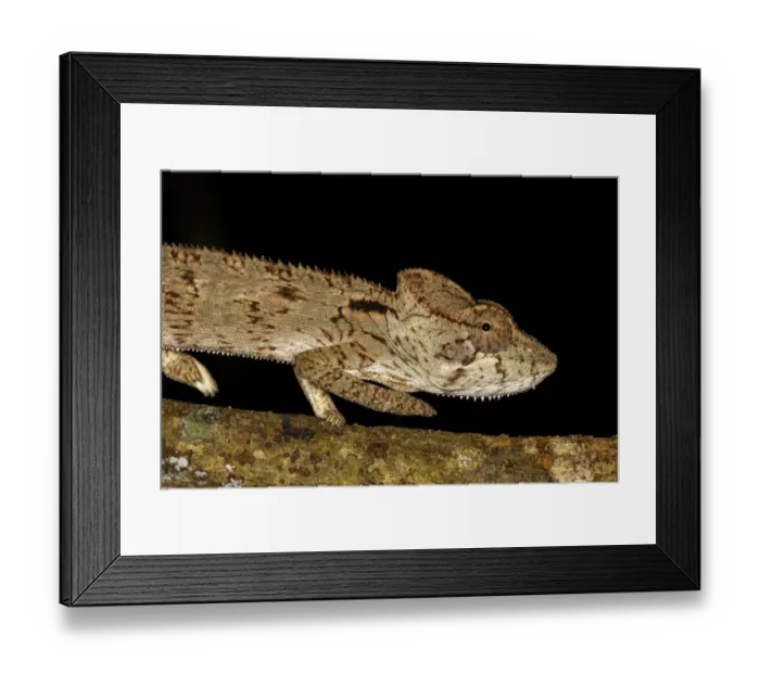 Framed Print : Madagascar Giant Chameleon (Furcifer oustaleti) against a black background, walking over a branch, Ankarafantsika National Park, Madagascar Framed Print : Madagascar Giant Chameleon (Furcifer oustaleti) against a black background, walking over a branch, Ankarafantsika National Park, Madagascar