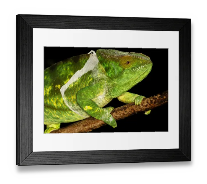Framed Print : Parsons Chameleon (Calumma parsonii) female moulting, on a branch against a black background, Vohimana Special Reserve, Madagascar Framed Print : Parsons Chameleon (Calumma parsonii) female moulting, on a branch against a black background, Vohimana Special Reserve, Madagascar