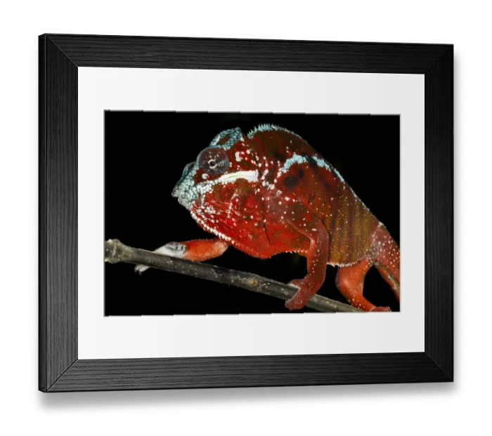 Framed Print : Panther Chameleon (Furcifer pardalis) male on his way to attack another male Panther Chameleon, Vohimana Special Reserve, Madagascar Framed Print : Panther Chameleon (Furcifer pardalis) male on his way to attack another male Panther Chameleon, Vohimana Special Reserve, Madagascar
