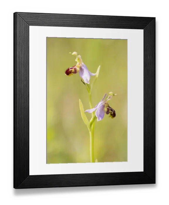 Framed Print : Bee Orchid (Ophrys apifera) flowering in grassland, Lauwersmeer National Park, Groningen, The Netherlands Framed Print : Bee Orchid (Ophrys apifera) flowering in grassland, Lauwersmeer National Park, Groningen, The Netherlands