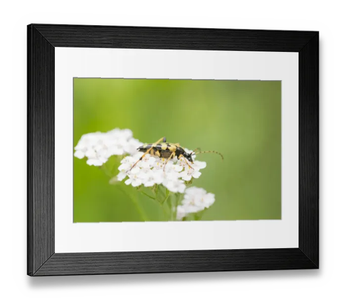 Framed Print : Spotted Longhorn (Rutpela maculata) feeding on top of a flower, Boelekeerlspad, Gelderland, The Netherlands Framed Print : Spotted Longhorn (Rutpela maculata) feeding on top of a flower, Boelekeerlspad, Gelderland, The Netherlands