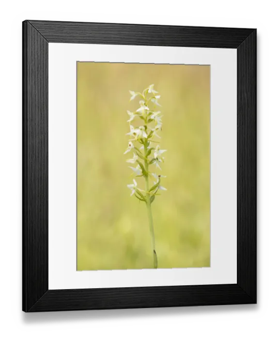 Framed Print : Lesser Butterfly-orchid (Platanthera bifolia) flowering in grassland, Koolmansdijk, Gelderland, The Netherlands Framed Print : Lesser Butterfly-orchid (Platanthera bifolia) flowering in grassland, Koolmansdijk, Gelderland, The Netherlands