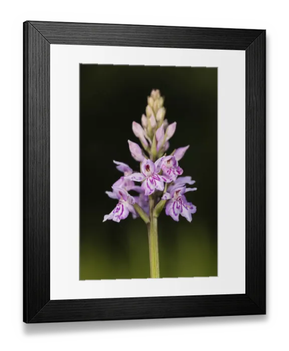 Framed Print : Common Spotted Orchid (Dactylorhiza fuchsii) flower head showing buds at various stages of opening, Orley Common, Devon, England Framed Print : Common Spotted Orchid (Dactylorhiza fuchsii) flower head showing buds at various stages of opening, Orley Common, Devon, England
