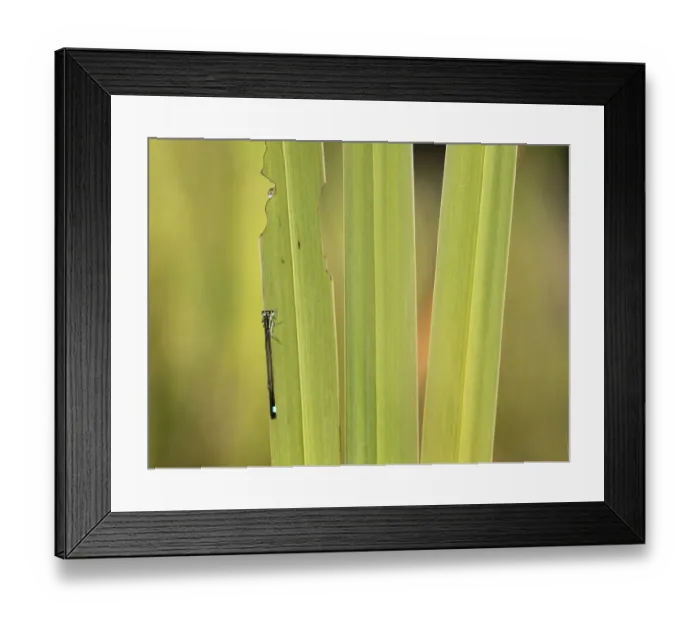 Framed Print : Blue-tailed Damselfly (Ischnura elegans) adult settled on Yellow Flag Iris (Iris pseudocorus) leaf, Little Bradley Ponds, Devon, United Kingdom Framed Print : Blue-tailed Damselfly (Ischnura elegans) adult settled on Yellow Flag Iris (Iris pseudocorus) leaf, Little Bradley Ponds, Devon, United Kingdom