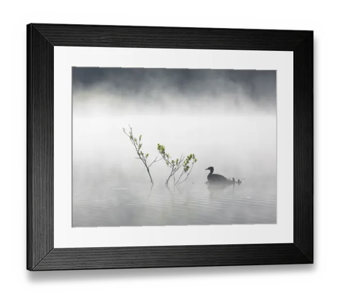 Framed Print : Great Crested Grebe (Podiceps cristatus) adult on its nest on a mist-covered lake, Stover Country Park, Devon, United Kingdom Framed Print : Great Crested Grebe (Podiceps cristatus) adult on its nest on a mist-covered lake, Stover Country Park, Devon, United Kingdom