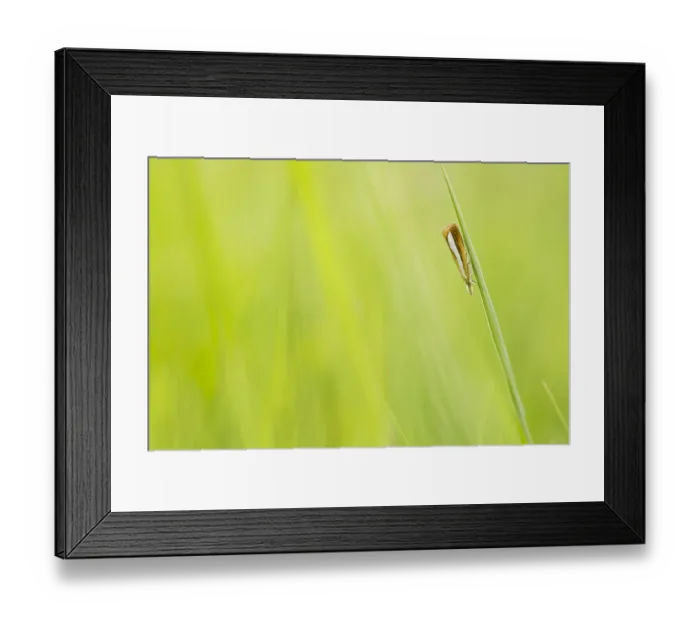 Framed Print : Pearl-band Grass Veneer (Catoptria margaritella) resting on blade of grass, Boswachterij Ruurlo, Gelderland, The Netherlands Framed Print : Pearl-band Grass Veneer (Catoptria margaritella) resting on blade of grass, Boswachterij Ruurlo, Gelderland, The Netherlands