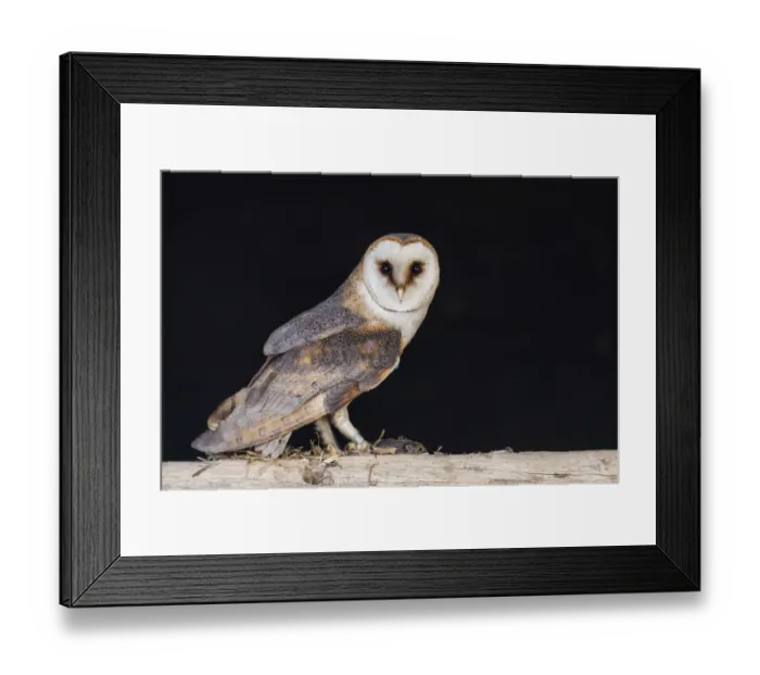 Framed Print : Barn Owl (Tyto alba) standing on top of a beam in a barn with its prey, Lochem, Gelderland, The Netherlands Framed Print : Barn Owl (Tyto alba) standing on top of a beam in a barn with its prey, Lochem, Gelderland, The Netherlands