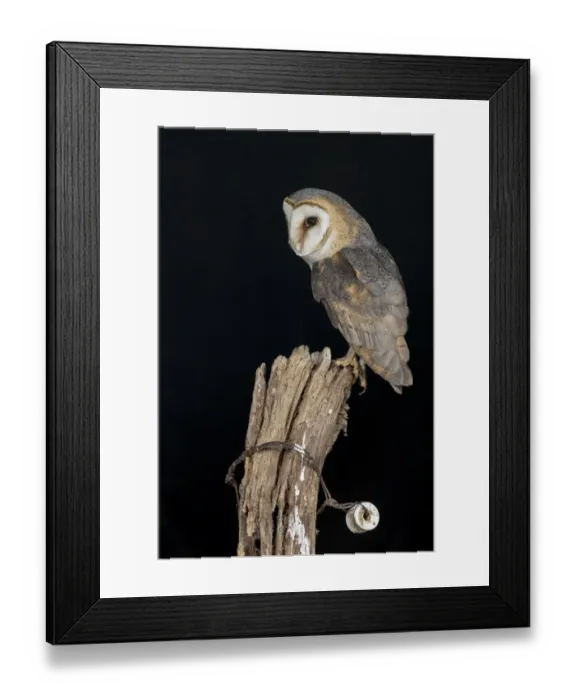 Framed Print : Barn Owl (Tyto alba) perched on top of a wooden fence pole in the dark night, Lochem, Gelderland, The Netherlands Framed Print : Barn Owl (Tyto alba) perched on top of a wooden fence pole in the dark night, Lochem, Gelderland, The Netherlands
