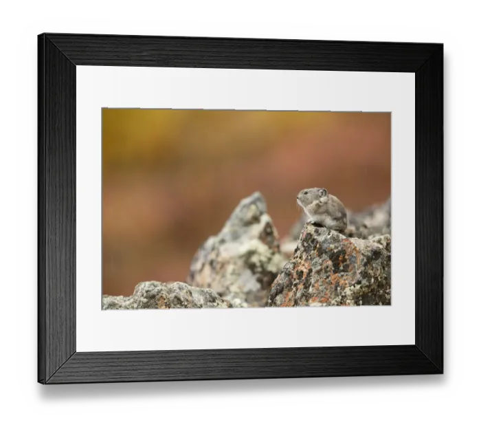 Framed Print : Collared Pika (Ochotona collaris) sitting on a rock in the rain with autumn colors in the background, Denali National Park and Preserve, Alaska, USA