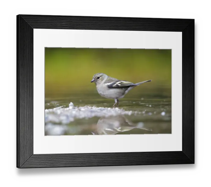 Framed Print : Common Chaffinch (Fringilla coelebs) female about to take a bath, Noord-Brabant, The Netherlands Framed Print : Common Chaffinch (Fringilla coelebs) female about to take a bath, Noord-Brabant, The Netherlands