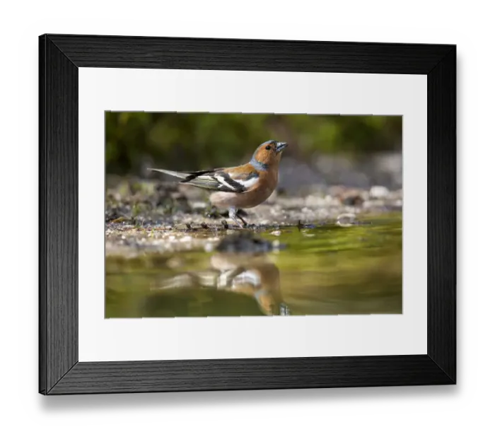 Framed Print : Common Chaffinch (Fringilla coelebs) male drinking, The Netherlands Framed Print : Common Chaffinch (Fringilla coelebs) male drinking, The Netherlands