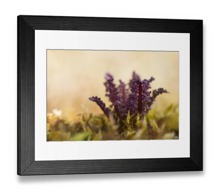 Framed Print : Marsh Lousewort (Pedicularis palustris) in close up, Schiermonnikoog, Friesland, The Netherlands Framed Print : Marsh Lousewort (Pedicularis palustris) in close up, Schiermonnikoog, Friesland, The Netherlands