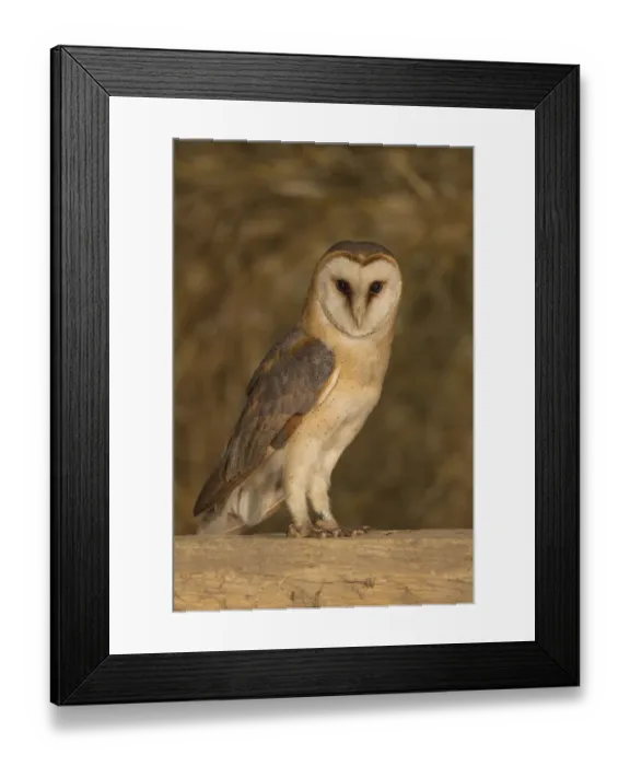 Framed Print : Barn Owl (Tyto alba) standing on a wooden beam in a barn, The Netherlands Framed Print : Barn Owl (Tyto alba) standing on a wooden beam in a barn, The Netherlands