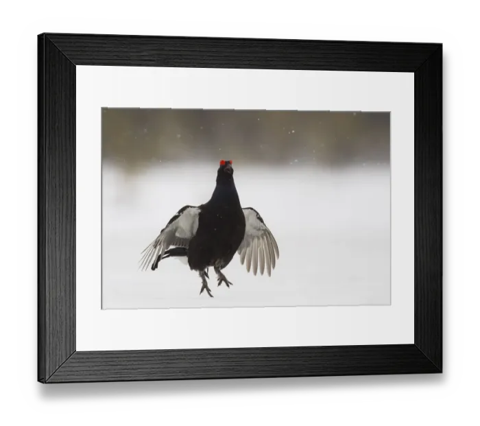 Framed Print : Black Grouse (Tetrao tetrix) male jumping and calling in the snow to attract a female, Finland Framed Print : Black Grouse (Tetrao tetrix) male jumping and calling in the snow to attract a female, Finland