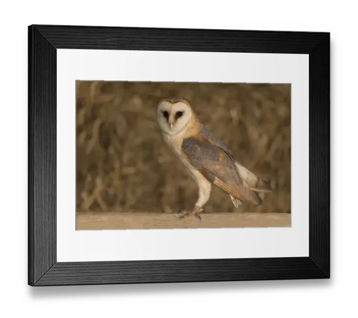 Framed Print : Barn Owl (Tyto alba) male standing in a barn with straw in the background, The Netherlands Framed Print : Barn Owl (Tyto alba) male standing in a barn with straw in the background, The Netherlands