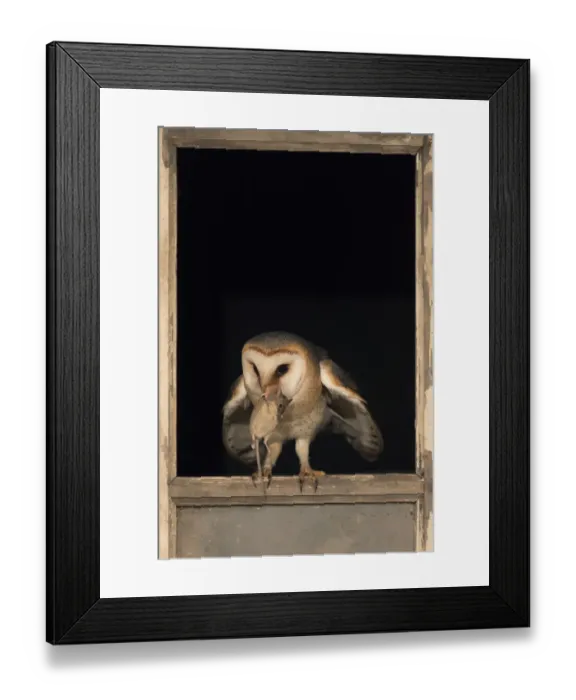 Framed Print : Barn Owl (Tyto alba) in a barn with a caught mouse in its beak, The Neterlands Framed Print : Barn Owl (Tyto alba) in a barn with a caught mouse in its beak, The Neterlands