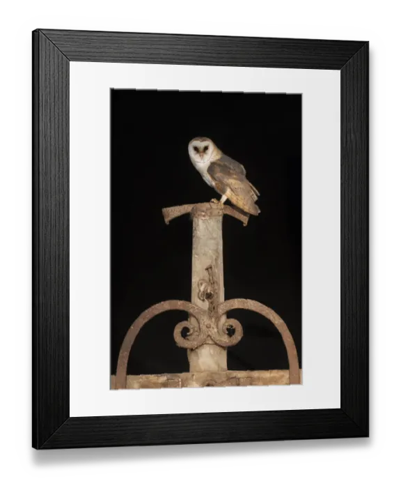 Framed Print : Barn Owl (Tyto alba) male perched on old farm tool and looking at the camera, The Netherlands Framed Print : Barn Owl (Tyto alba) male perched on old farm tool and looking at the camera, The Netherlands