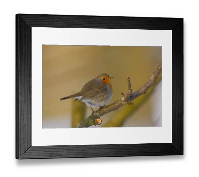 Framed Print : European Robin (Erithacus rubecula) perched on a branch in late afternoon sun, The Netherlands Framed Print : European Robin (Erithacus rubecula) perched on a branch in late afternoon sun, The Netherlands