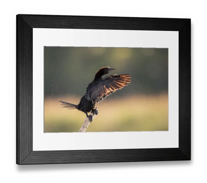Framed Print : Pygmy Cormorant (Microcarbo pygmeus) perched on a branch and flapping its wings, Danube Delta, Romania Framed Print : Pygmy Cormorant (Microcarbo pygmeus) perched on a branch and flapping its wings, Danube Delta, Romania