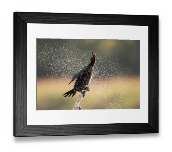 Framed Print : Pygmy Cormorant (Microcarbo pygmeus) perched on a branch, shaking the water from its feathers, Danube Delta, Romania Framed Print : Pygmy Cormorant (Microcarbo pygmeus) perched on a branch, shaking the water from its feathers, Danube Delta, Romania