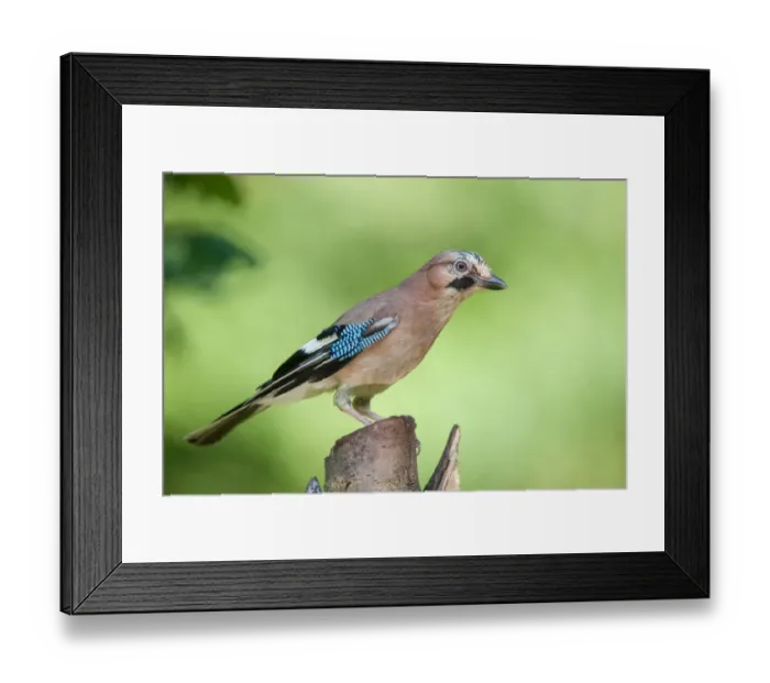 Framed Print : Eurasian Jay (Garrulus glandarius) perched on a stump, Flanders, Belgium Framed Print : Eurasian Jay (Garrulus glandarius) perched on a stump, Flanders, Belgium