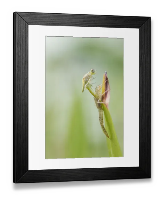 Framed Print : Blue-tailed Damselfly (Ischnura elegans) emerging from exuvia, Groningen, The Netherlands Framed Print : Blue-tailed Damselfly (Ischnura elegans) emerging from exuvia, Groningen, The Netherlands
