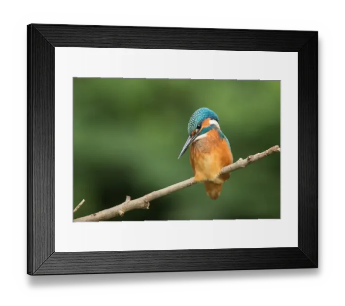 Framed Print : Common Kingfisher (Alcedo atthis) juvenile perched on a branch, looking for prey, Flanders, Belgium Framed Print : Common Kingfisher (Alcedo atthis) juvenile perched on a branch, looking for prey, Flanders, Belgium