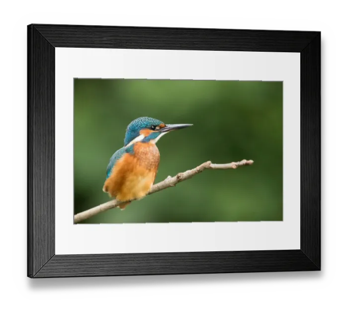 Framed Print : Common Kingfisher (Alcedo atthis) juvenile perched on a branch, Flanders, Belgium Framed Print : Common Kingfisher (Alcedo atthis) juvenile perched on a branch, Flanders, Belgium
