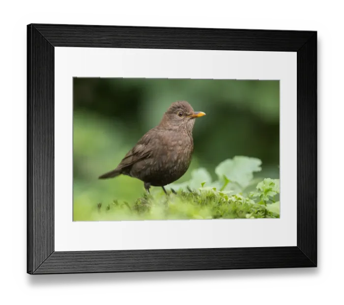 Framed Print : Common Blackbird (Turdus merula) female foraging on forest floor, Flanders, Belgium Framed Print : Common Blackbird (Turdus merula) female foraging on forest floor, Flanders, Belgium