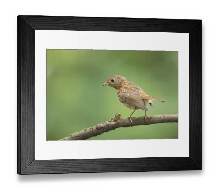 Framed Print : European Robin (Erithacus rubecula) juvenile perched on a branch, Flanders, Belgium Framed Print : European Robin (Erithacus rubecula) juvenile perched on a branch, Flanders, Belgium