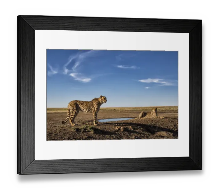 Framed Print : Two cheetahs (Acinonyx jubatus) on a small dam next to waterhole, Tiger Canyons, Free State, South Africa Framed Print : Two cheetahs (Acinonyx jubatus) on a small dam next to waterhole, Tiger Canyons, Free State, South Africa
