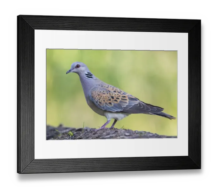 Framed Print : European Turtle Dove (Streptopelia turtur) perched on the ground, Hungary Framed Print : European Turtle Dove (Streptopelia turtur) perched on the ground, Hungary