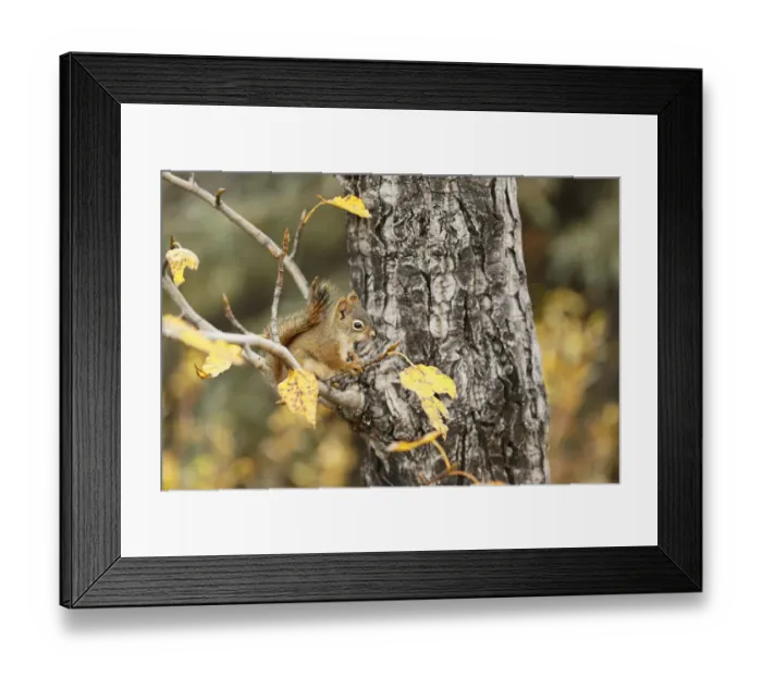 Framed Print : Red Squirrel (Tamiasciurus hudsonicus) sitting in a tree, Denali National Park and Preserve, Alaska, United States Framed Print : Red Squirrel (Tamiasciurus hudsonicus) sitting in a tree, Denali National Park and Preserve, Alaska, United States