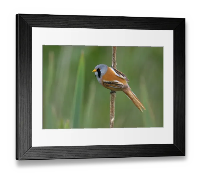 Framed Print : Bearded Tit (Panurus biarmicus) adult male perched on a cats tail and looking at camera, Vossemeer, Dronten, Flevoland, The Netherlands Framed Print : Bearded Tit (Panurus biarmicus) adult male perched on a cats tail and looking at camera, Vossemeer, Dronten, Flevoland, The Netherlands